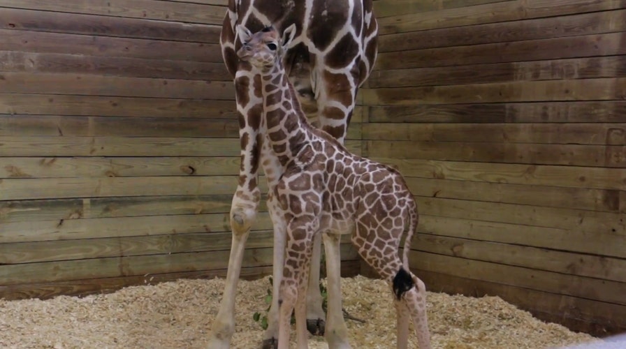 Big baby: Zoo welcomes 6-foot-tall giraffe into world
