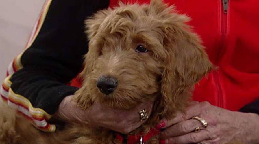 Will Patton the goldendoodle become the First Dog?