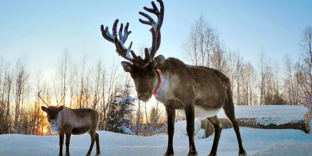 rudolph antlers