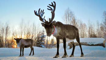 Rugged Rudolph: Scientists discover why reindeer antlers are so strong