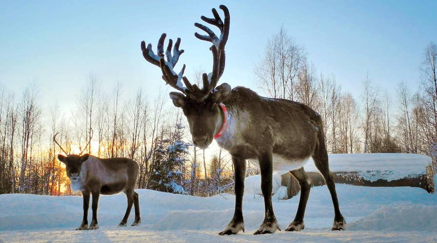 Robust Rudolph: Why reindeer antlers are so strong