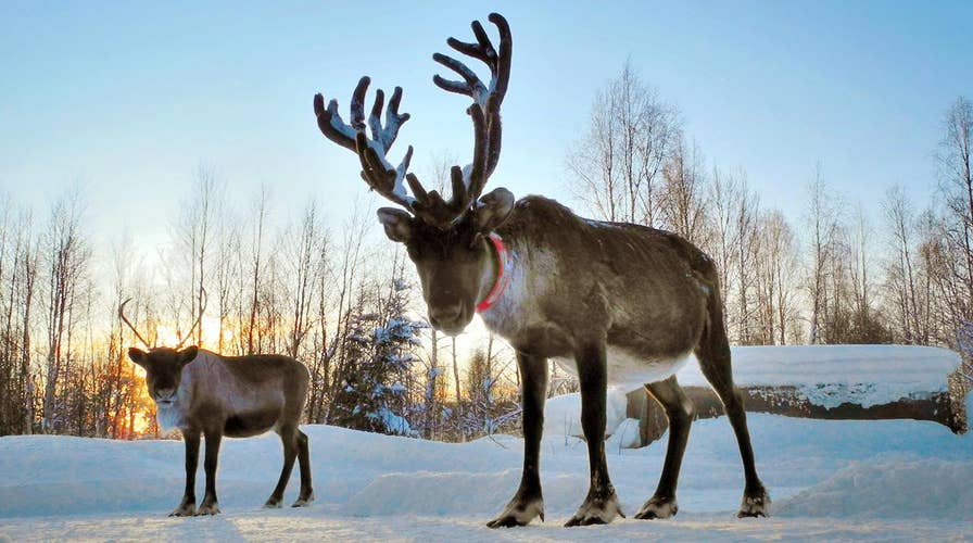 Robust Rudolph: Why reindeer antlers are so strong
