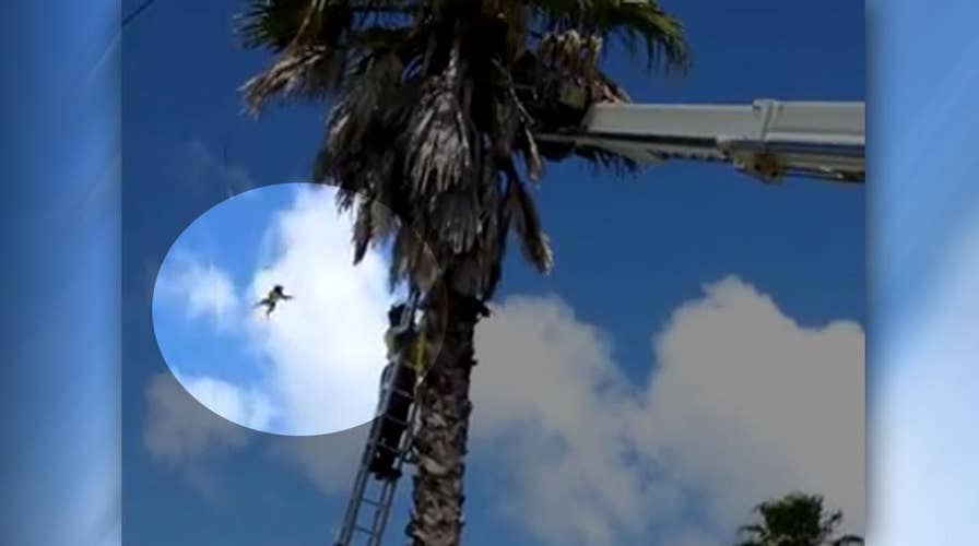 Cat launches from tree to evade rescue efforts