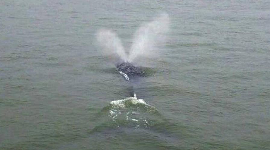 Wayward whale spotted in New York City's East River