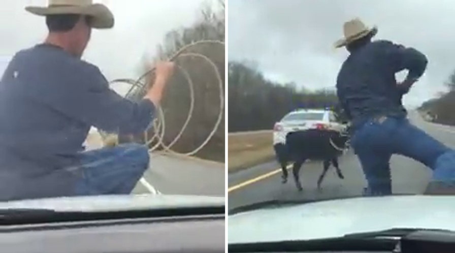 Cowboy lassos escaped calf from hood of cop cruiser