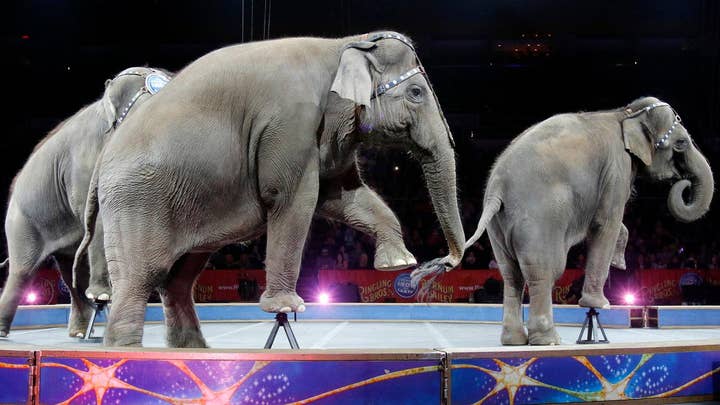 Ringling Bros. circus shutting down after 146 years