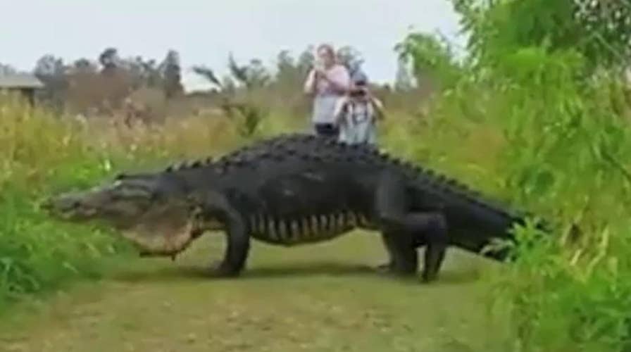 Massive gator slowly strolls past visitors at nature center