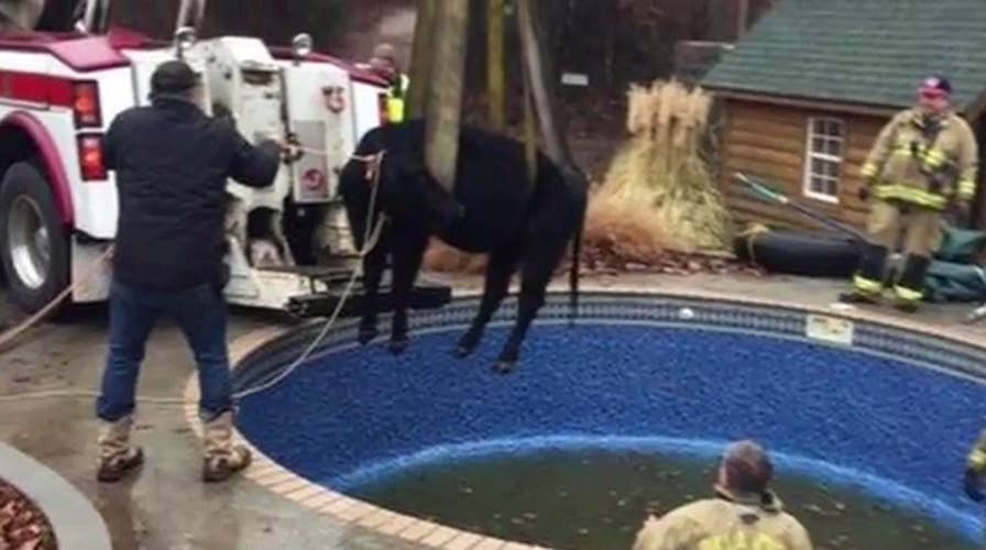 Large cow trapped in pool rescued by firefighters
