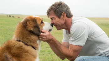 Dennis Quaid says he 'never saw any abuse' on 'A Dog's Purpose' set