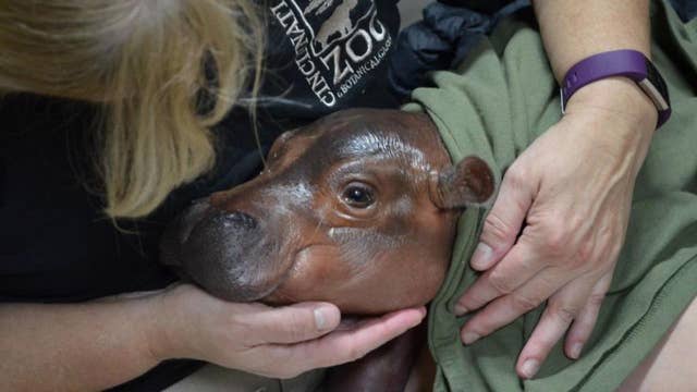 Baby hippo born six weeks early at Cincinnati Zoo