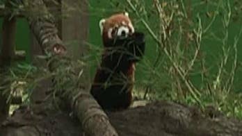 Virginia Zoo continues search for red panda a week after vanishing