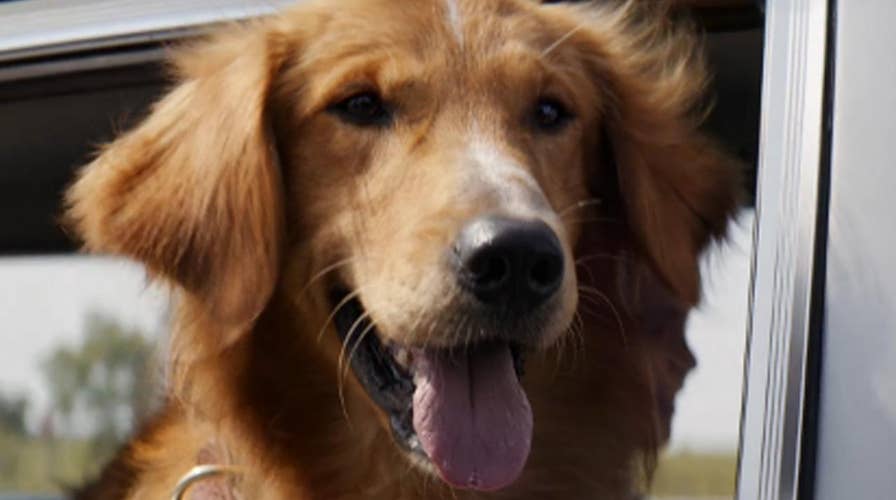 Soulful story of devoted dog hits the big screen
