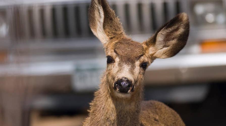 Accused speeder uses 'deer defense' to get out of ticket