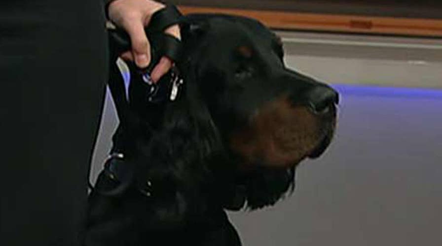 Fox Flash: 'Meet the Breeds' week!