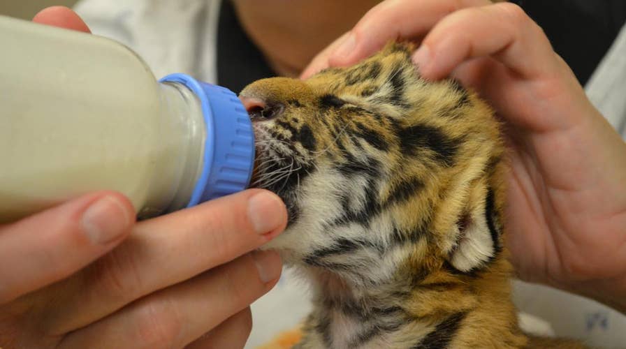 Adorable newborn Malaysian tiger cubs cared for by zoo staff