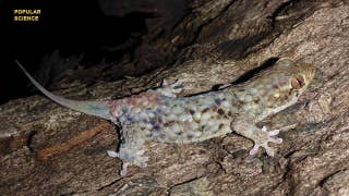 Incredible gecko slips out of its own skin to survive - Fox News