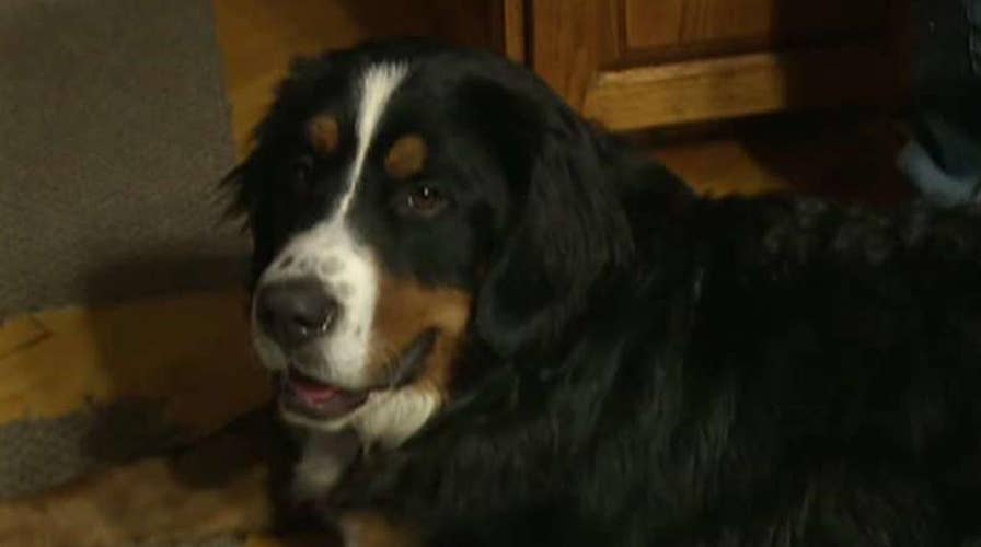 Dog rescued after falling through ice in Wisconsin