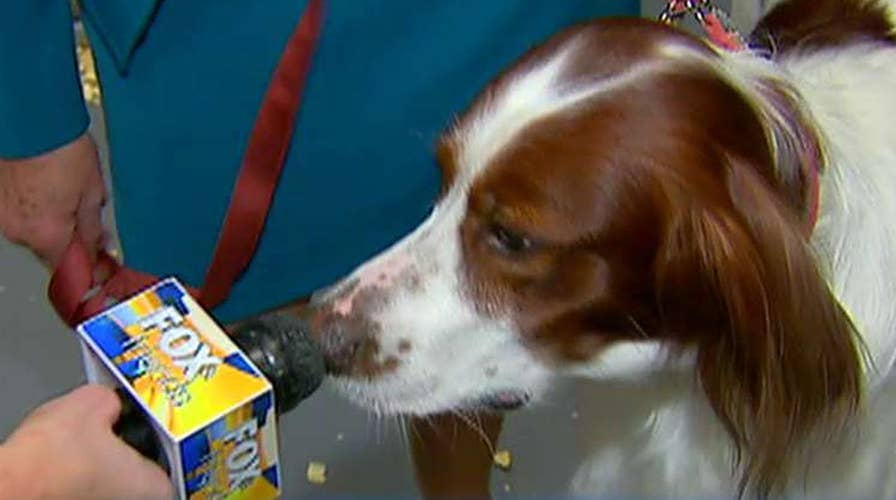 Janice Dean goes to the Westminster Dog Show