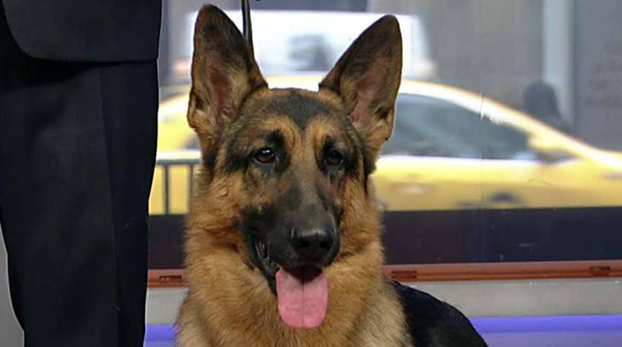 Rumor the German shepherd wins Westminster's Best in Show