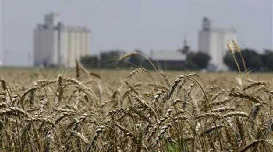 Low grain prices, high seed costs squeeze American farmers