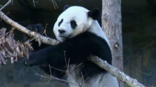 Bao Bao ready for new life in China - Fox News