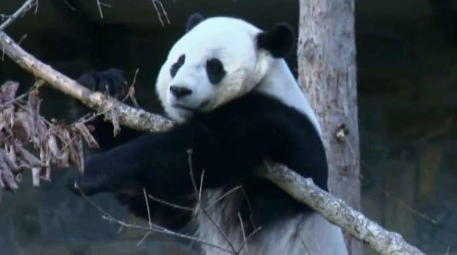Bao Bao ready for new life in China