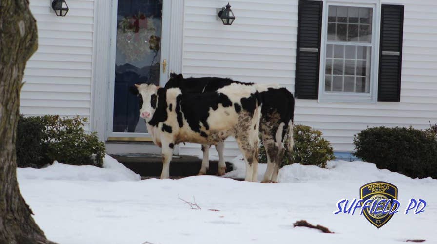 CT police issue odd cow advisory