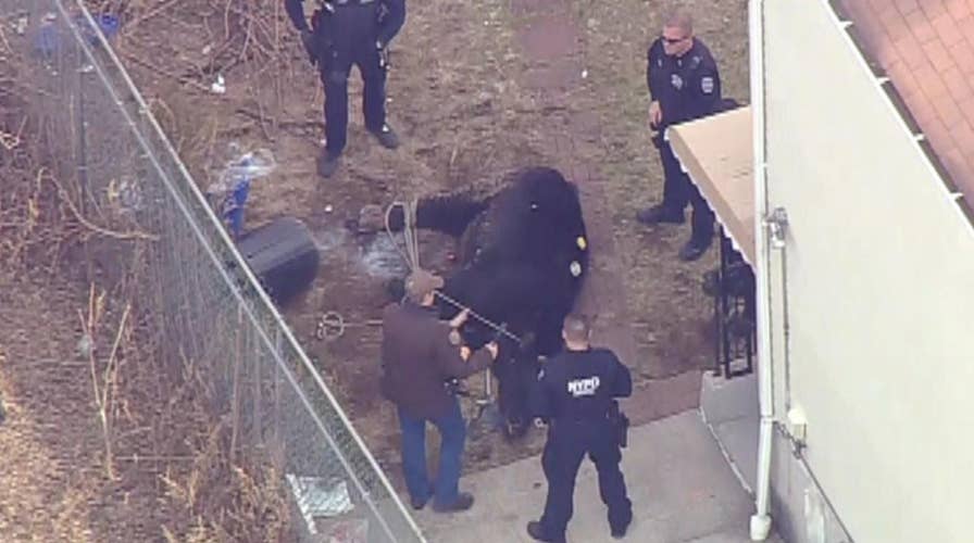 Runaway bull wrangled after wild chase in New York City