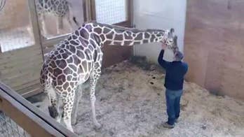Giraffe watch: Internet sensation April reportedly just hour away from giving birth