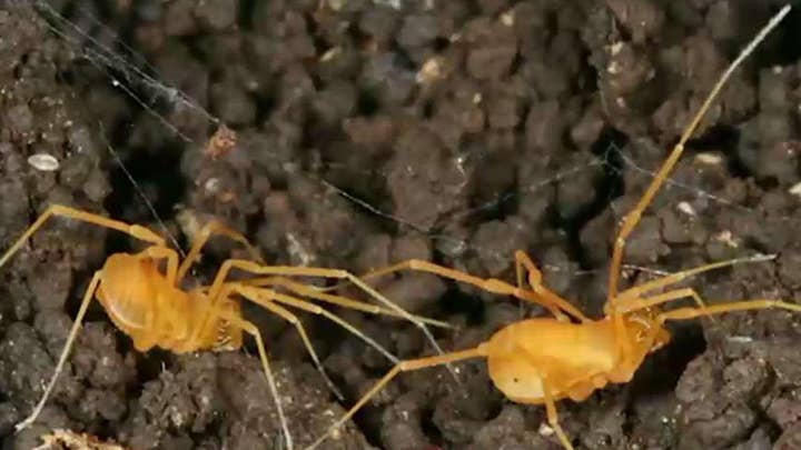 Tiny spider causes uproar over land-use in Texas