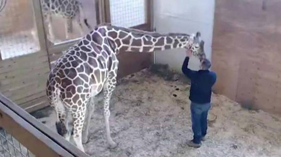 World waits, watches for April the giraffe to give birth