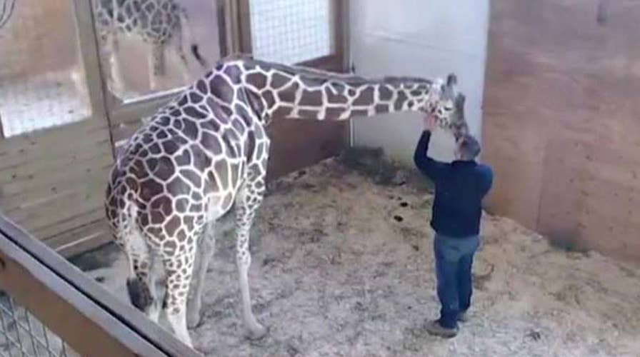 World waits, watches for April the giraffe to give birth