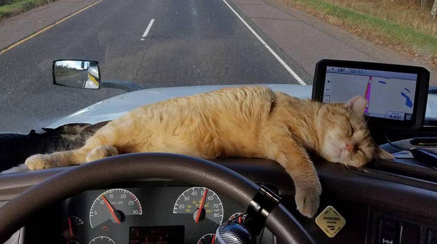 Miracle cat survives 400-mile trip under 18-wheeler