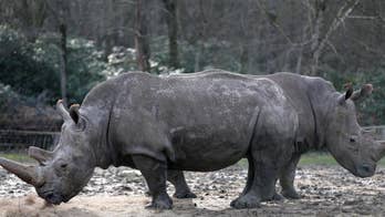 Rhinoceros shot, killed for horn at French zoo