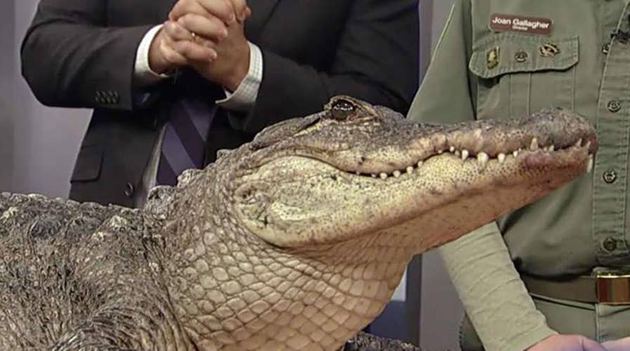 Exotic animals visit 'Fox & Friends'