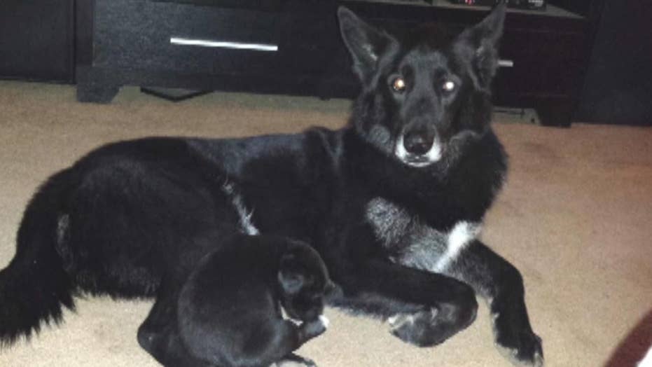 Animal Control Claims Longtime Family Dog Is Wolf Hybrid Won T Return Him To Owners Fox News