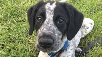 Airport security dog shot, killed after running loose on tarmac