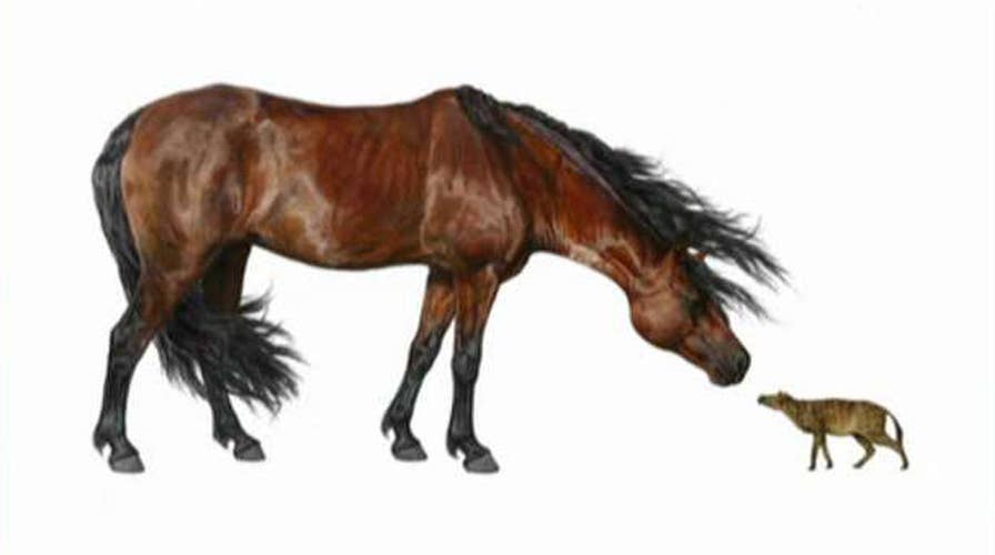 Scientists warn rising temperatures could shrink mammals