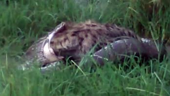 Incredible video shows rock python devouring a hyena