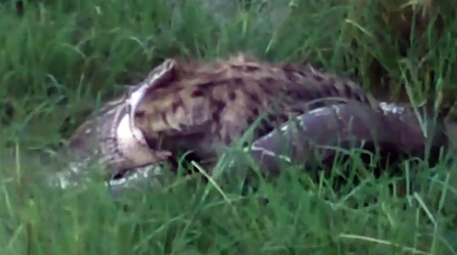 Incredible footage shows massive rock python eating hyena 