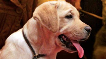 America's most popular dog for 2016 revealed