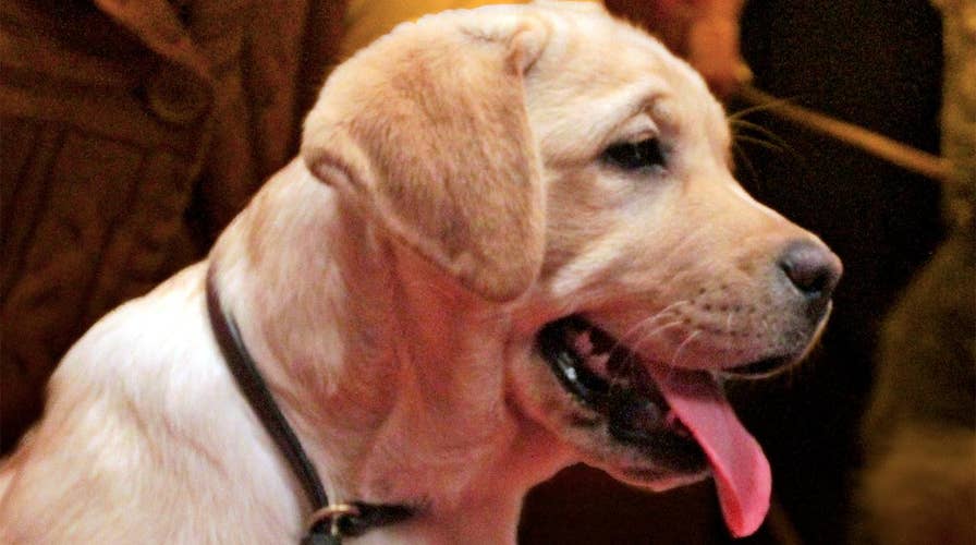 Labrador retriever: The most popular dog breed of 2016