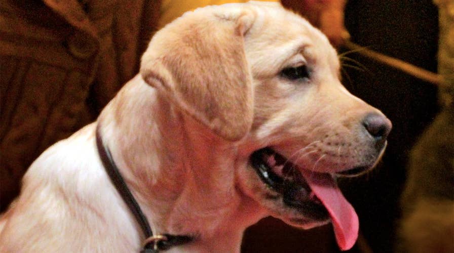 Labrador retriever: The most popular dog breed of 2016