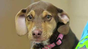 Former shelter dog helps save 3-year-old girl left naked and alone