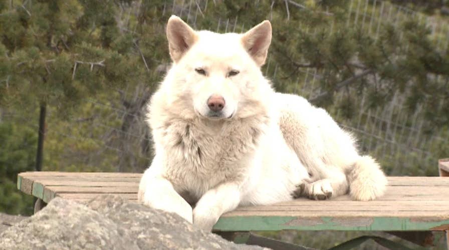 Owner: Wolf-dogs get bad rap