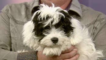 'Fox & Friends' celebrates National Puppy Day