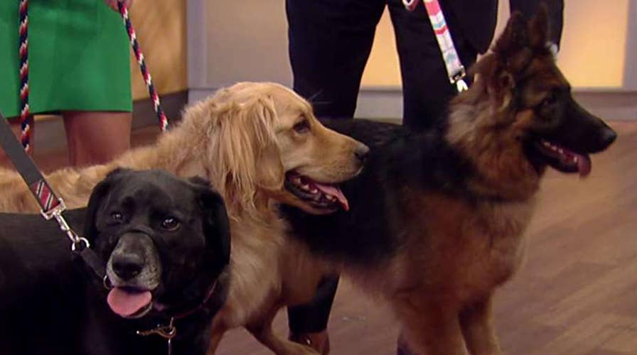 Dogs' cancer detection abilities rise to new heights
