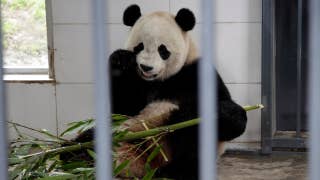 Bao Bao adjusting to life in her new home - Fox News
