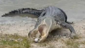 Hungry gator eats golf ball after getting bonked on the head