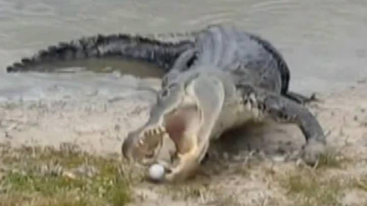 Water hazard: Gator grabs golf ball
